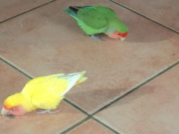 Altri animali