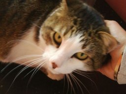 Gatti