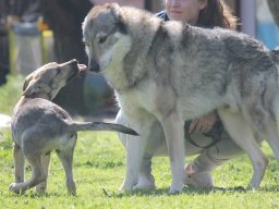 I nostri cani